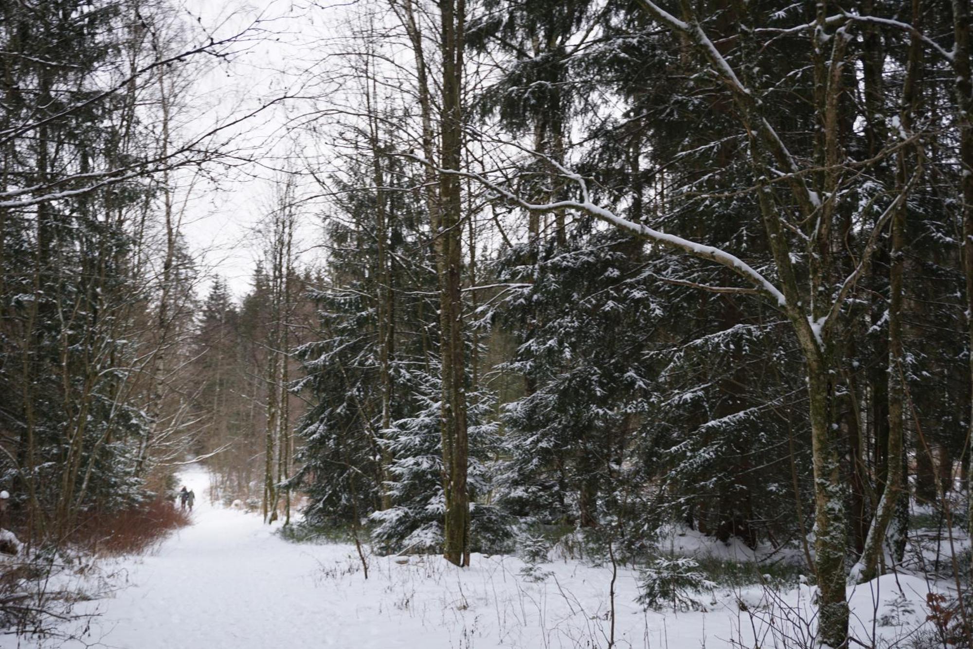 Muggelbude Im Harz Braunlage Exterior photo